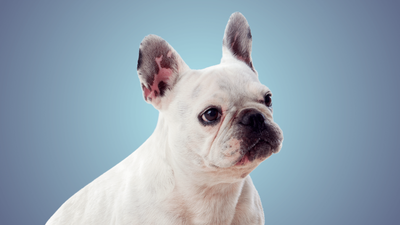 White French Bulldog: Care, Training & Traits Guide