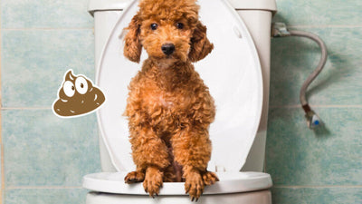 White Specks In Dog Poop: Causes, Treatment, and Prevention