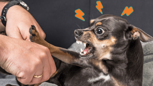 Why Are Chihuahuas So Mean? 9 Reasons That These Doggy Divas Act Out