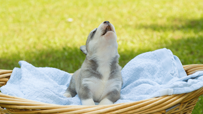 Why Are Huskies So Dramatic? The Reasons Behind Their Flair