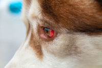 Why Are My Dog’s Eyes Red? A Complete Guide With Pictures