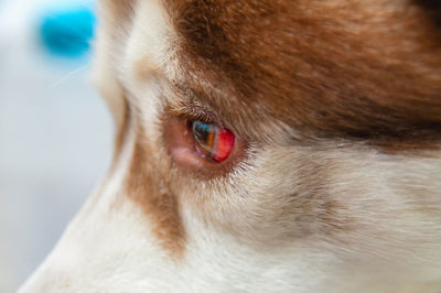 Why Are My Dog’s Eyes Red? A Complete Guide With Pictures