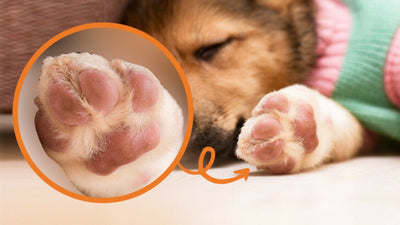 Why Are My Dog’s Paws Pink?