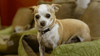 Why Do Chihuahuas Shake? Causes of Chihuahua Trembling