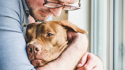 Why Do Dogs Always Want to Touch You: The Science of Canine Affection