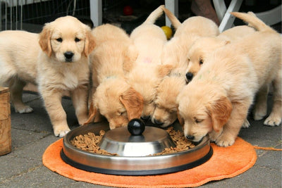 Why Do Dogs Cover Their Food? 7 Reasons & Solutions