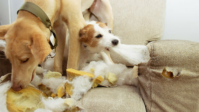 Dogs Destroying Furniture: Why Do Dogs Dig On Beds And Couches?