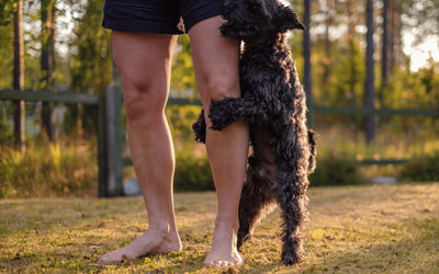 Why Do Dogs Hump a Certain Person? Seven Common Reasons (And Why It's Not A Sign Of Dominance)