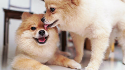 Why Do Dogs Lick Each Other’s Mouths? Decoding Dog Kisses