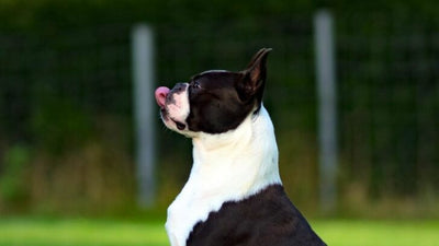 Why Do Dogs Lick The Air? Everything A Dog Owner Should Know