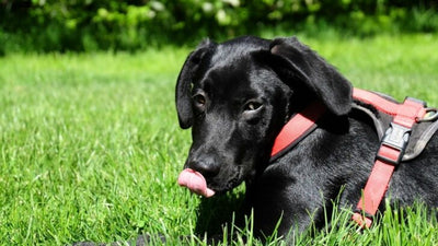 Why Do Dogs Lick Their Nose? Understanding This Behavior