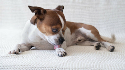 Why Do Dogs Lick Their Paws Before Bed? Causes Explained