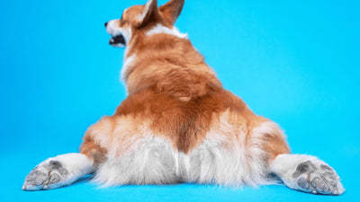 Why Do Dogs Love Butt Scratches? The Science Behind It