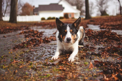 Why Do Dogs Roll in Dirt? 8 Reasons They Get Filthy