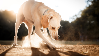 Why Do Dogs Scratch the Ground: Uncovering Canine Behaviors