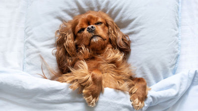 Why Do Dogs Sleep So Much? Unraveling Canine Nap Habits