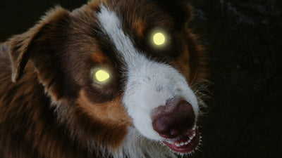 Why Do Dogs’ Eyes Glow? Understanding Canine Eyeshine