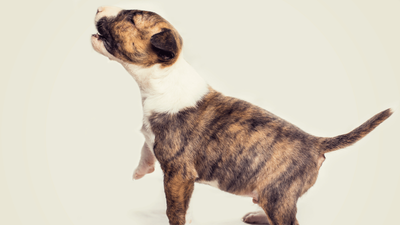 Why Do Puppies Whine: Uncovering the Reasons Behind It