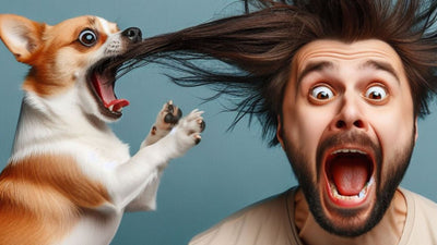 Why Do Dogs Eat Hair? Understanding This Strange Behavior