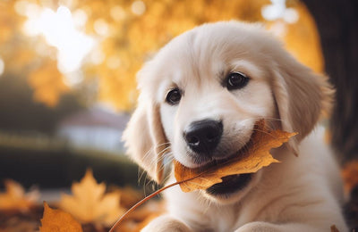 Why Does My Dog Eat Leaves? Understanding This Common Behavior