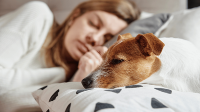 Why Does My Dog Sleep with Me? Understanding Canine Habits