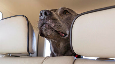 Why Does My Dog Whine In The Car? Making Car Rides Easier