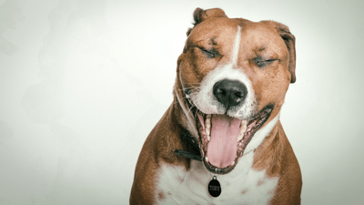 Why Does My Dog Yawn So Much? The Signal You Shouldn’t Miss