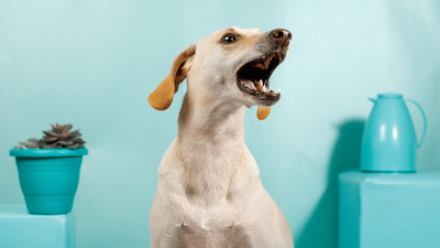 Why Doesn’t My Dog Bark? The Reasons Behind Your Silent Pup