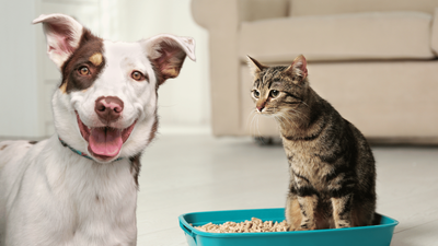 Why Do Dogs Eat Cat Poop? Understanding Canine Coprophagia