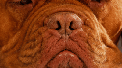 Why Do Dogs Snort Like Pigs? Reverse Sneezing Explained