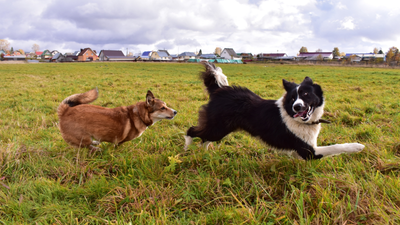 Why Dogs Can Be Aggressive To Some Dogs But Not Others: A Dog Behaviorist Explains