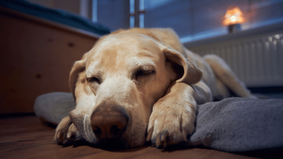 Why Do Dogs Get Hiccups at Night or When Resting? Explained