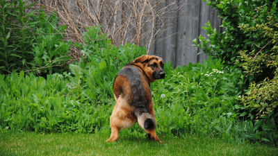 Why Do Dogs Hump the Air: Understanding this Funny Behavior