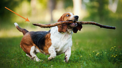 Why Do Dogs Like Sticks And Bring Them Home From Walks?