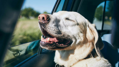 Why Do Dogs Pant In The Car? It Could Be A Sign Of Trouble!