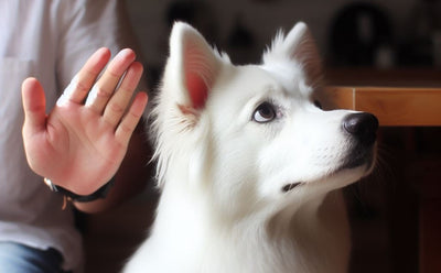 Is My Dog Deaf or Just Ignoring Me? What You Need To Know