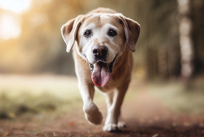 Why Is My Dog Pacing? Understanding & Helping This Behavior