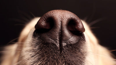 Why Is My Dog's Nose Dry? Uncovering The Reasons Behind It