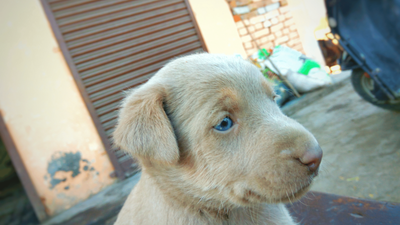 Will My Puppy’s Blue Eyes Change? Dog Eye Color Development