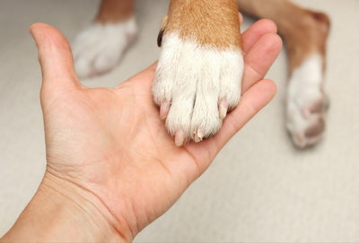 Will Dog Nails Grow Back? Quick Guide to Nail Regrowth