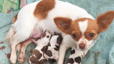 Dog Water Breaking: Signs of Labor in Canine Pregnancy