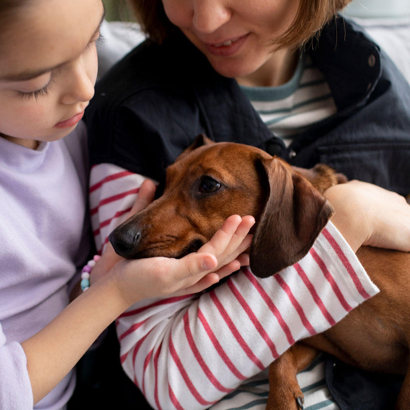 Dog with healthy skin and coat relaxing at home