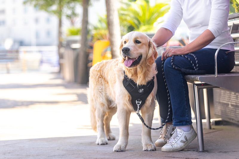 Owner resting on a bench with a golden retriever in the black PawSafe harness