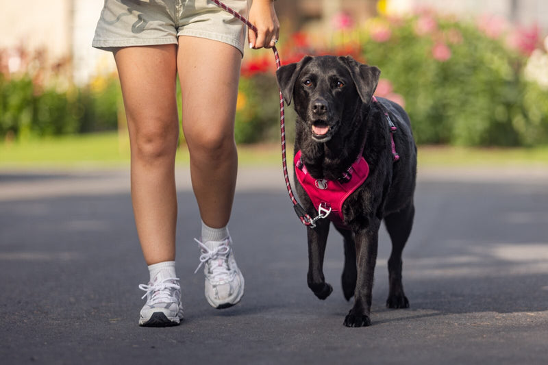 Woman jogging with a black Labrador in the Wild Berry PawSafe harness