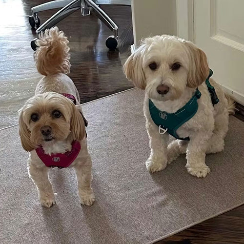 Review Testimoinal Image