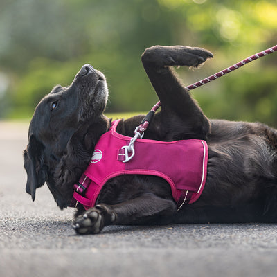 Steady+Style Rope Leash