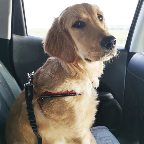 Pawsafe dog best sale seat belt