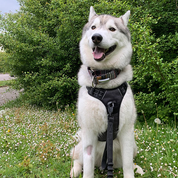 Pawsafe harness deals