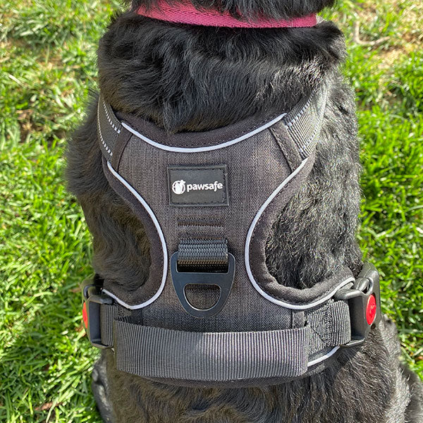 Pawsafe harness best sale