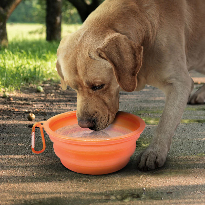 Dog using portable bowl